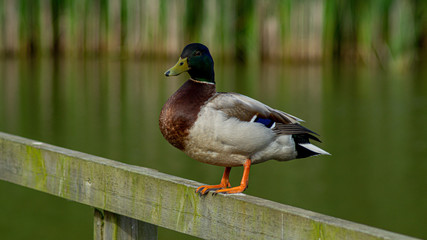 Close Up of Single Male Mallard Duck on Wooden Perch