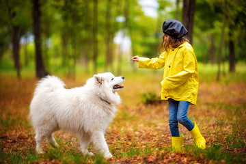 Lovely girl in yellow rubber boots and rain coat on a walks, plays with a beautiful white samoyed dog in the autumn park
