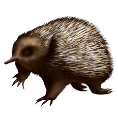 hedgehog on white background