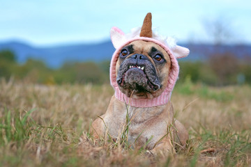 Fototapeta premium Funny French Bulldog dog with cute overbite lying down wearing a knitted unicorn hat Halloween costume