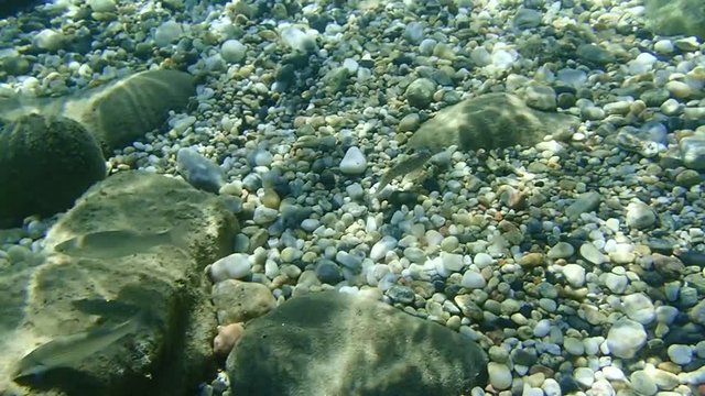 Flathead grey mullet (Mugil cephalus), Salema porgy (Sarpa salpa), rusty blenny (Parablennius sanguinolentus)