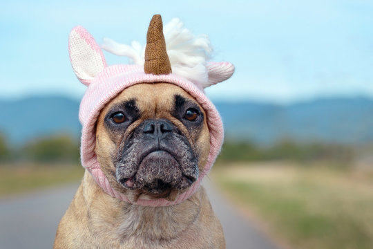 Pug in hotsell unicorn outfit