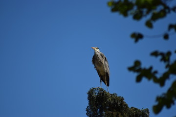 a grey heron