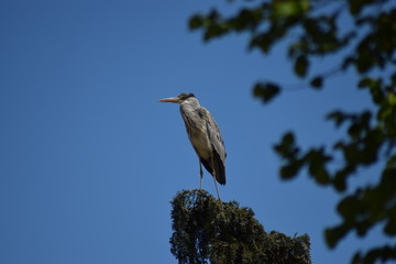 a grey heron