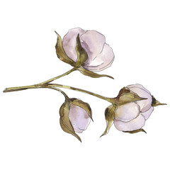 Fototapeta premium White cotton floral botanical flowers. Watercolor background set. Isolated cotton illustration element.