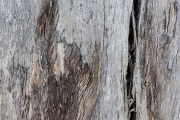 tree trunk close up