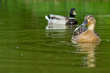 Close Up Water Level View of Male and Female Mallard Ducks on water