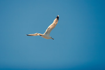Flying seagull against the blue sky in sunny weather. A bird soars spreading its wings, like an airplane.