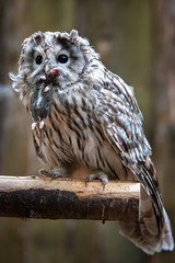 An owl with large black eyes and colorful feathers holds a mouse in its beak. Owl sits on a branch. The mouse is dead. Food for the owl.  Vertical.