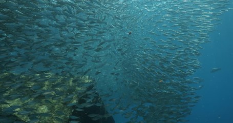 Flatiron Herring baitball from the islands of the sea of Cortez, Mexico.