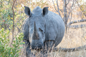 Rhinos in the Savanna 