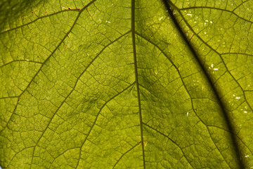 Fototapeta na wymiar leaf against the light in a close-up
