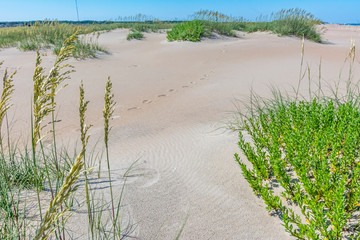 Sand and sea oats; a horizontal photograph of white beach sand and sea oats with a single set of...