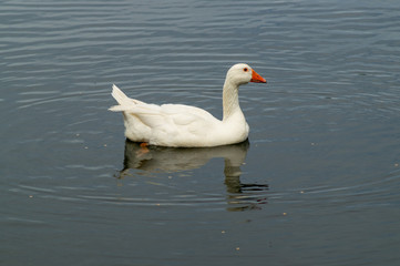 single large white goose on lake low angle view