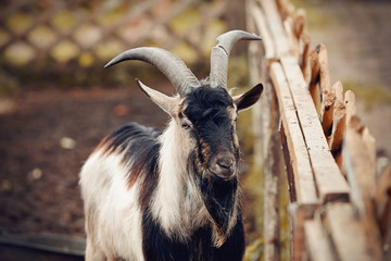 Portrait of a goat of multicolored colour