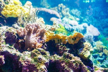 Naklejka na ściany i meble Photo of a coral colony,