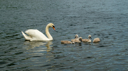 Single Adult Mute Swan with Young Signets on Lake in Family Group