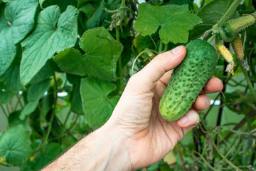 Naklejka na ściany i meble Hand of farmer hold Green cucumber on a branch in a greenhouse. Farmer family business. Delivery and sale of fresh vegetables. Seasonal Harvest. Healthy Nutrition for Vegans and Vegetarians. GMO free