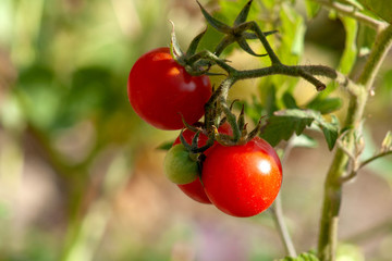 red tomatoes on the vine