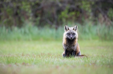 Fototapeta premium Cross Fox