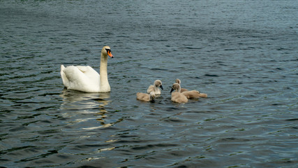 Single Adult Mute Swan with Young Signets on Lake in Family Group