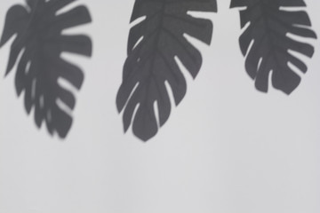 Abstract background of palm leaves shadows on white wall. Botany mockup copy space.