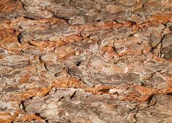 Pine tree bark texture background close up.