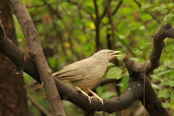 bird