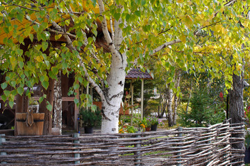 Garden and tree birch closeup