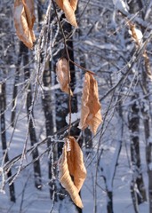 Fototapeta na wymiar yellow leaves on snowy trees