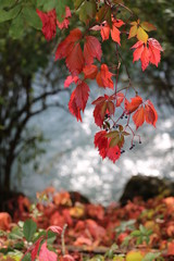 d&eacute;but d'automne sur fond d'eau