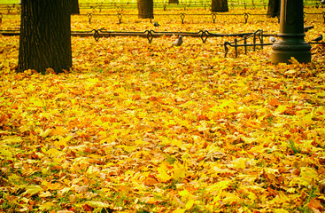 Bright golden autumn leaves in city garden panorama
