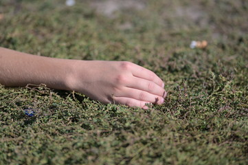 The right arm of a young German woman lies relaxed on a green meadow.