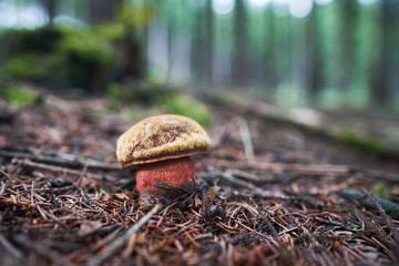 Neoboletus luridiformis known until 2014 as Boletus luridiformis, is a fungus of the bolete family,...