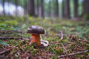 Neoboletus luridiformis known until 2014 as Boletus luridiformis, is a fungus of the bolete family,...