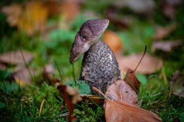 Borowik