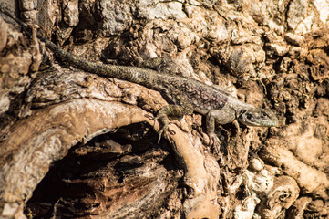 Lezard mey color led the coits on substing on a summer