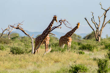 Flocks of giraffes in the savannah