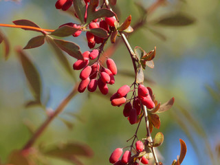 red berries of a barberry