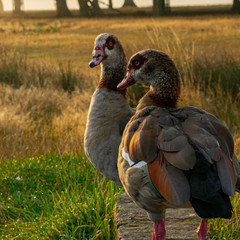 Geese Friends