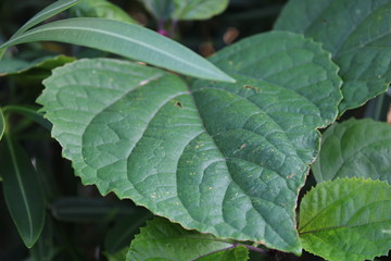 leaf