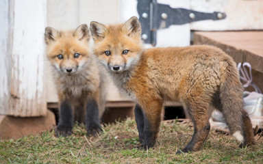 Red fox kits