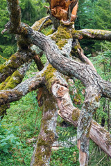 Fototapeta na wymiar Branches of a fallen dry tree