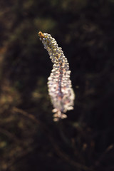 A view of beautiful flowers in the garden. Arounded by grass. Park. Soft focus