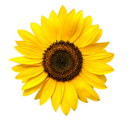 Sunflower flower isolated on white background (view from a different perspective in the portfolio)