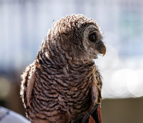 An owl sitting on a branch