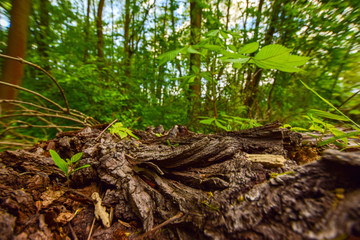 tree in forest