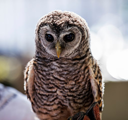 An owl sitting on a branch