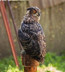 An owl sitting on a branch