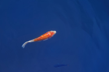 Koi fish against blue water background